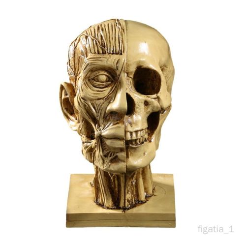 Femmes Cendrier Ash Crâne humain Squelette Tête en résine Décoration de maison 