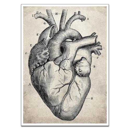 dessins de coeur anatomie