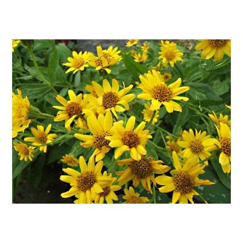 Voshuiles Huile Végétale De Fleurs D'Arnica 100ml