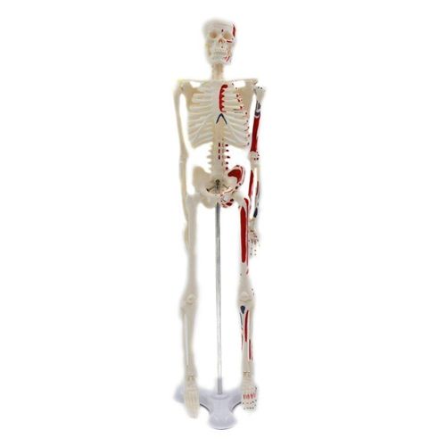 Squelette anatomique humain avec socle - 85 cm - Squelettes
