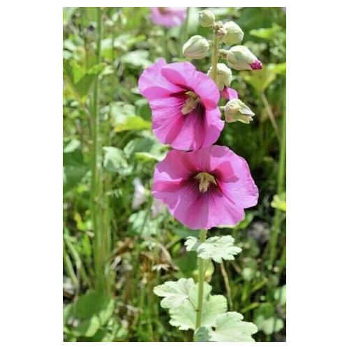 15 graines Fleurs à semer - Le Grenier d'Abondance - ROSE TREMIERE à fleurs  doubles - Alcea rosea