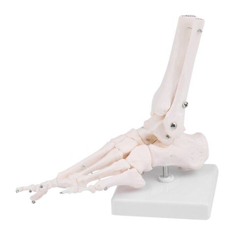 Mini Maquette Squelette Humain Modèle Anatomique Mini Squelette