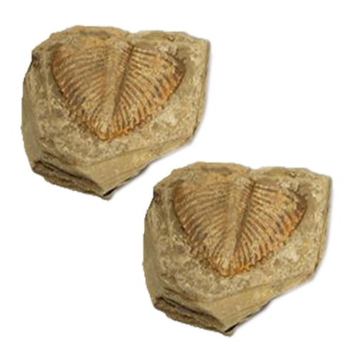 1 Pc Fossile Naturel De Queue De Trilobite Fossiles Anciens Spcimens DEnseignement