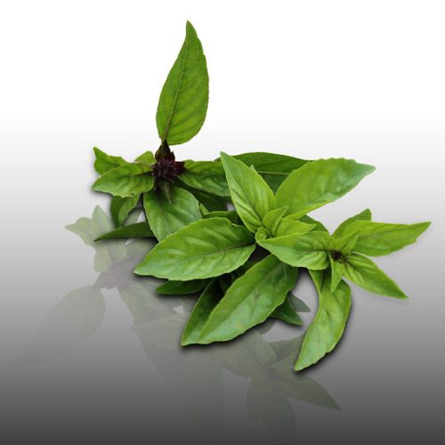 100 Graines Bio  Semer - Le Grenier D'abondance - Basilic Cannelle - Certifi Ab - Ocimum Basilicum