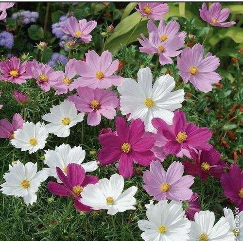 100 Graines De Cosmos Coloris Varis Mthode Bio