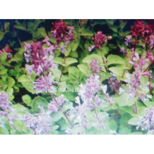 1000 Graines Bio De Cataire / Herbe  Chat / Nepeta Cataria /