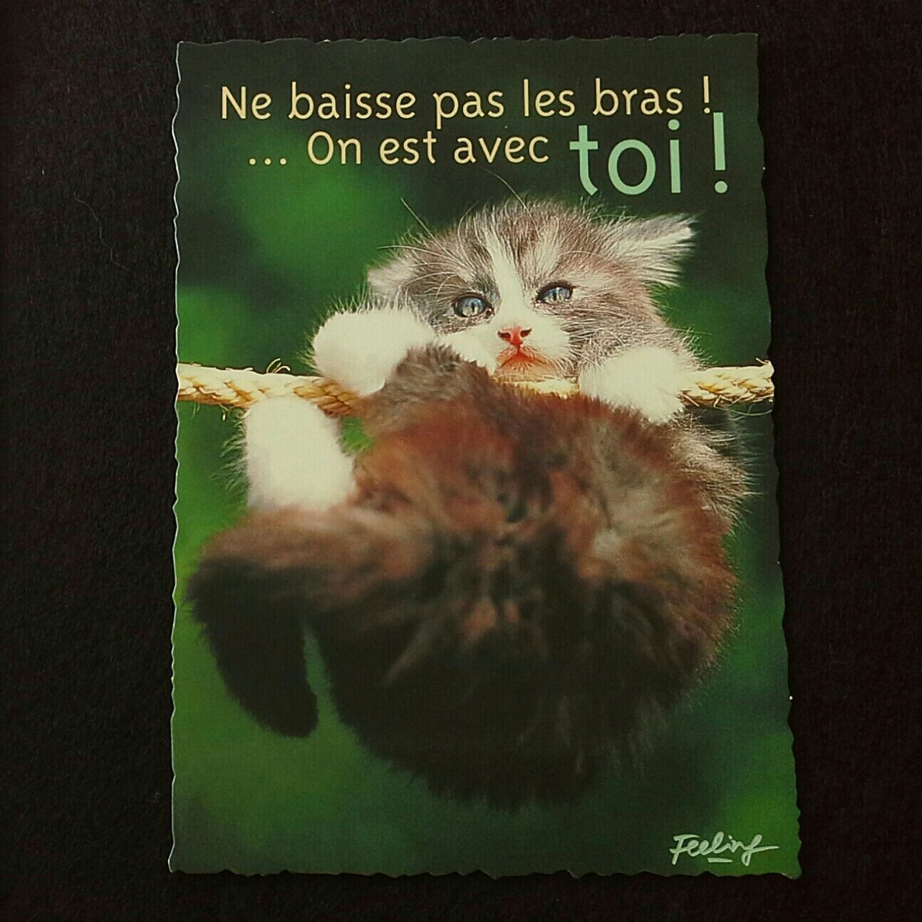 Carte Postale Chat Chaton Ne Baisse Pas Les Bras On Est Avec Toi Amitie Humour Feeling Rakuten