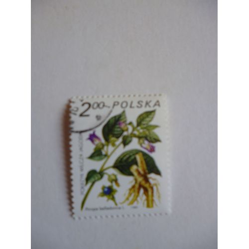 Timbre "Pologne 1980 :Atropa Belladona".