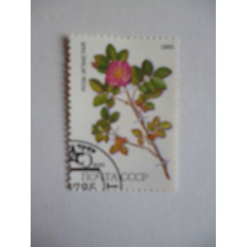 Timbre "Urss 1985 :Rose Églantine".