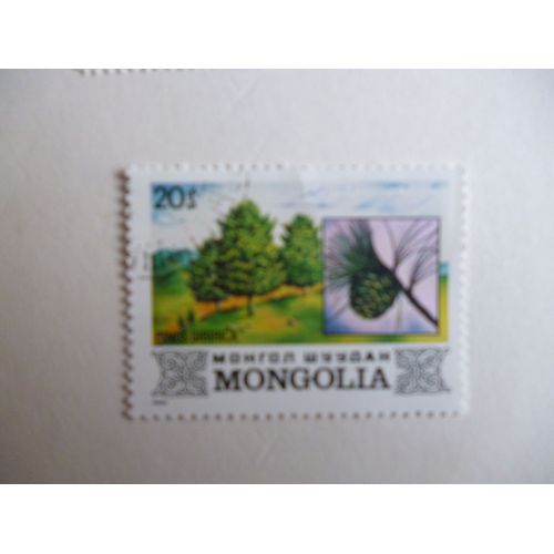 Timbre "Mongolie :Pinus Sibirica".