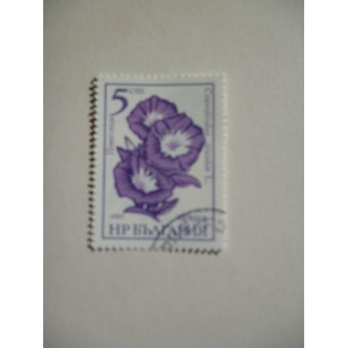 Timbre "Bulgarie 1985 :Convolvulus Tricolor".