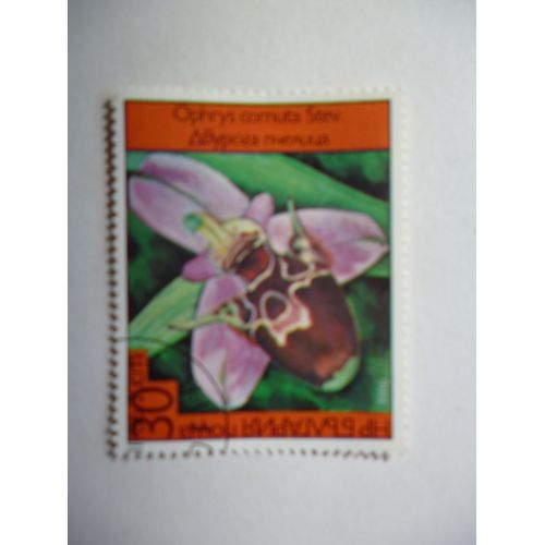 Timbre "Bulgarie 1986 : Ophrys Cornuta".