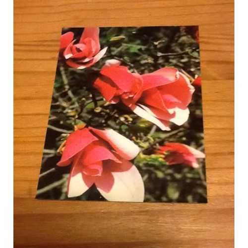 Fleurs 