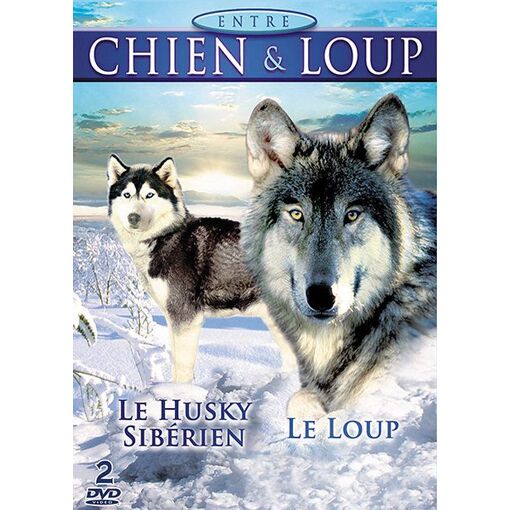 Entre Chien Loup Le Husky Siberien Le Loup Rakuten