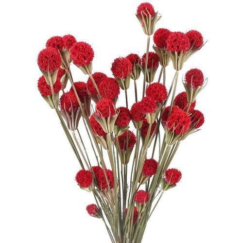 Fleurs séchées rouge fleur séchée décoration Bouquet mariage Vase