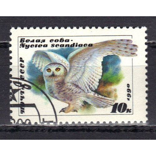 Russie 1990 : Oiseau : Chouette-Hibou Nyctea Scandiaca - Timbre Oblitéré