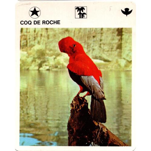 Fiche Le Grand Fichier Du Monde Animal Coq De Roche
