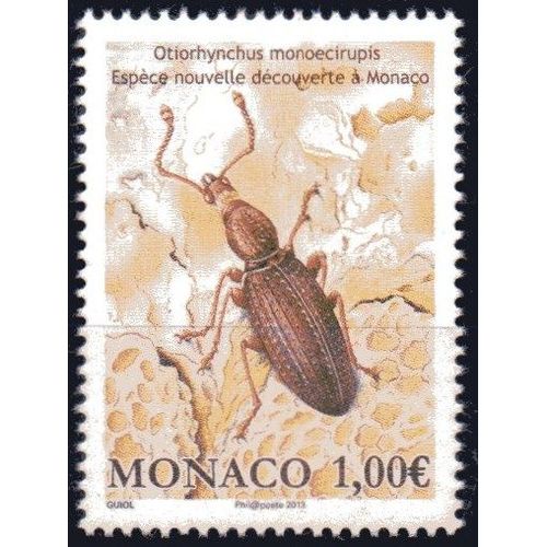 Faune - Insecte - Charençon