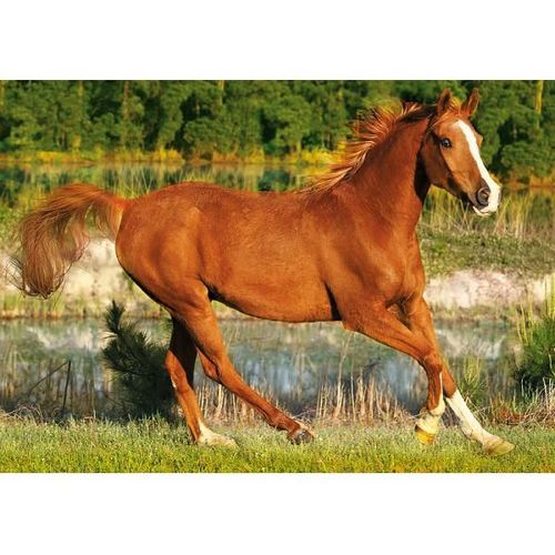 Puzzles -500 - The Beauty Of Gallop