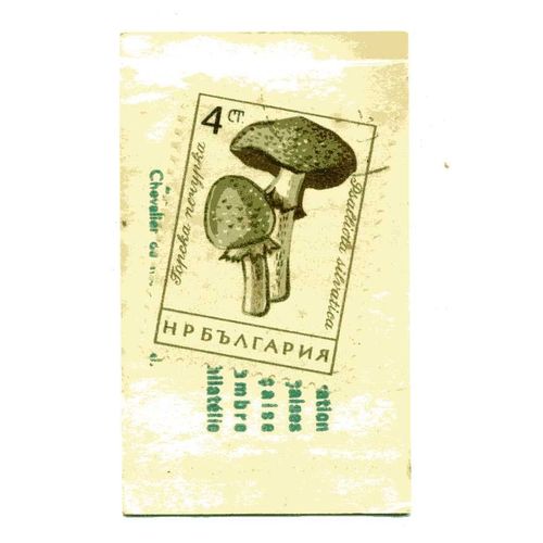 Timbre De  Russie (U R S S)  ( Timbre Et Pochette DOrigine) Dans Pochette Publicitaire Des Années 60 "Café San Rivo" 
