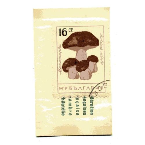 Timbre De  Russie (U R S S)  ( Timbre Et Pochette DOrigine) Dans Pochette Publicitaire Des Années 60 "Café San Rivo" 