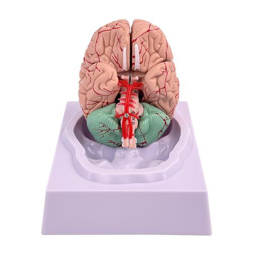 Modèle De Cerveau Humain Pour L'enseignement Des Neurosciences Avec Vaisseaux, Modèle D'anatomie Grandeur Nature Pour L'apprentissage Des Sciences, Affichage D'étude En Classe