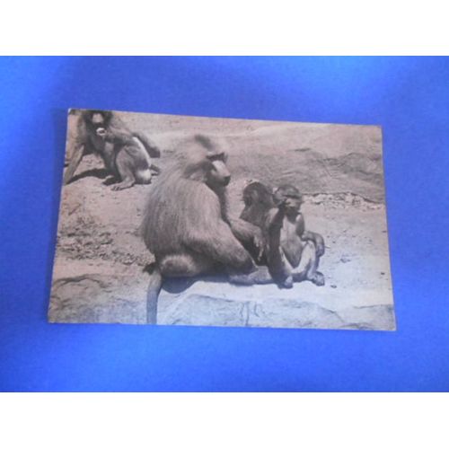 Parc Zoologique Du Bois De Vincennes-Paris - Famille De Singes Hamadryas