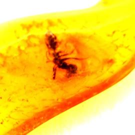 Fossile d'ambre avec insectes échantillons de pierres spécimens de cristal spécimen d'insecte pendentif d'ambre pendentif de bijoux de bricolage 