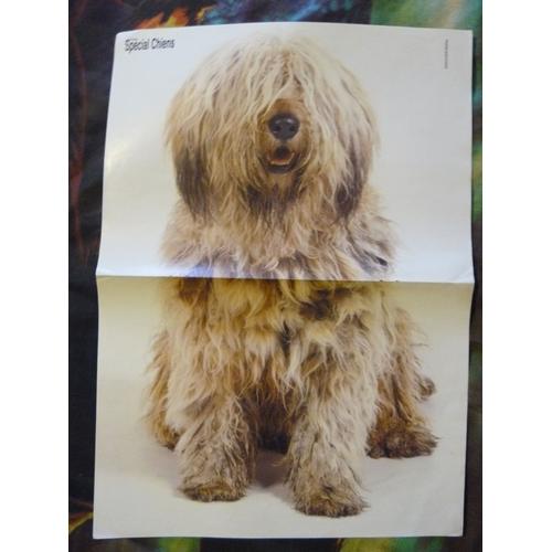 Poster A3 Chien Briard