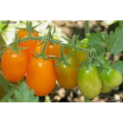 Tomate Cerise Coeur De Pigeon Orange (Graines)