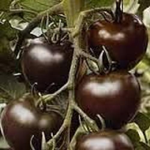 Tomate Kumato Noire (Graines)