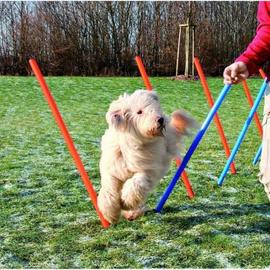 Agility sport pour chien kit d'agilité pour chien avec obstacle, tunnels,  saut, slalom rouge