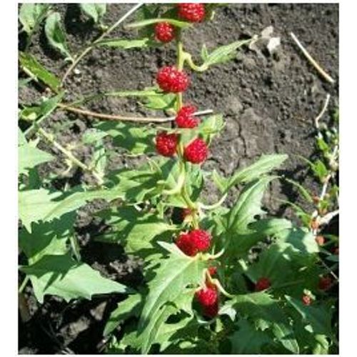 Graines De Chenopode Fraise Nt