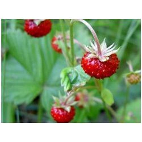 20 Graines De Fraisier Des Bois