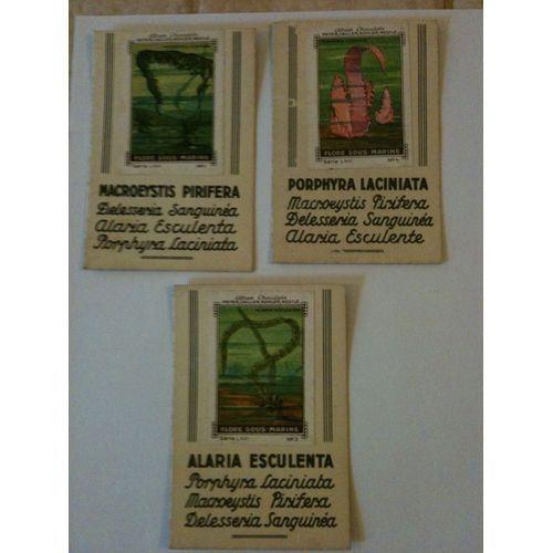 Lot De 3 Cartes Anciennes Nestlé Album Chocolats Flore Sous-Marine Porphyra Laciniata, Alaria Esculenta Et Macroeystis Pirifera