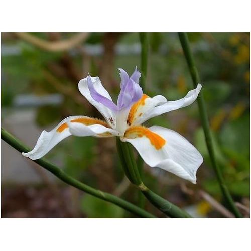 Graines De Iris Africain Dietes Iridioides