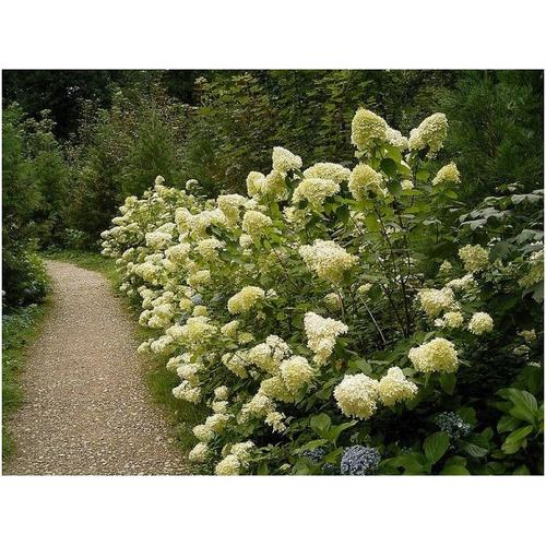 20 Graines de hortensia Hydrangea paniculata | Rakuten