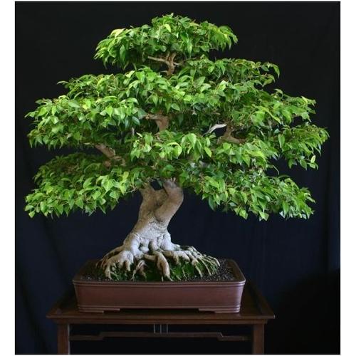 20 Graines De Ficus Benjamina Figuier Pleureur