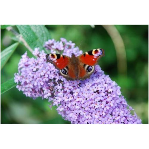 Graines De Arbre Aux Papillons Buddleja Davidii