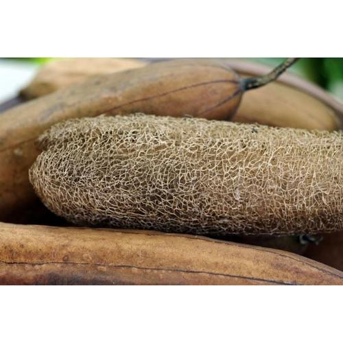 10 Graines de Luffa cylindrica Éponge végétale