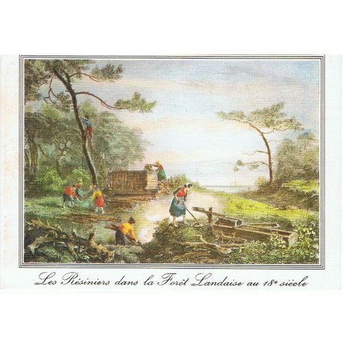 40 - Le Travail Des Résiniers Dans La Forêt Landaise. 