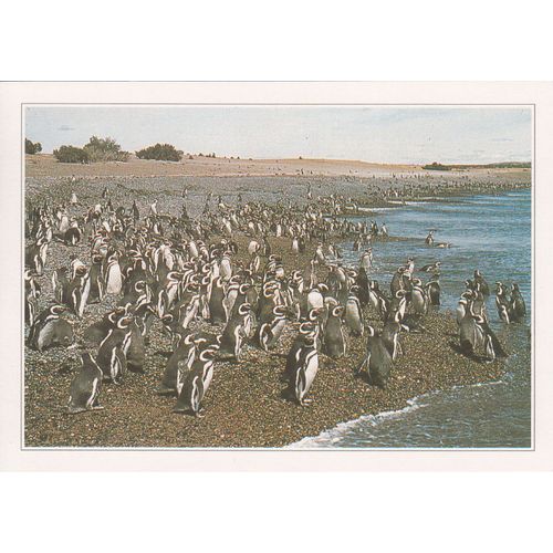 Argentine, " Colonie De Manchots À Punto Tombo ".