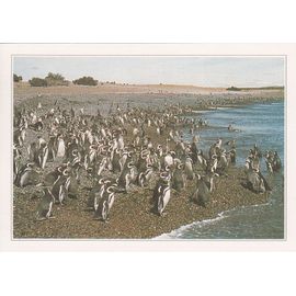 Argentine, " Colonie De Manchots À Punto Tombo ".