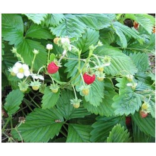 10 Graines De Fraisier Alexandrie