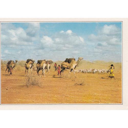 Somalie, " Jeunes Femmes Conduisant Leurs Troupeaux De Dromadaires, De Chèvres Et De Moutons ".