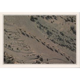 Djibouti, " Théorie De Chameaux ".