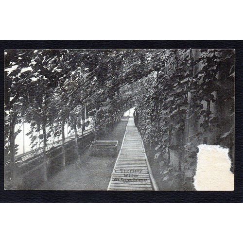 Carte Postale Ancienne, France, Seine Et Marne ( 77 ), Thomery, Intérieur Des Serres Salomon