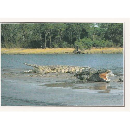 Ouganda, " Crocodiles Sur Les Berges Du Nil ".