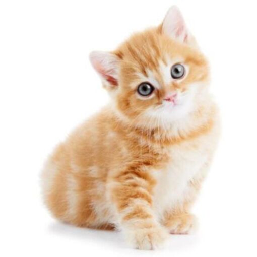Animaux Bebe Chat En Soldes 4e Demarque Neuf Ou Occasion Rakuten