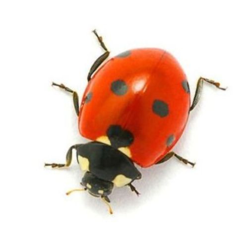 Autocollant Sticker Voiture Moto Deco Animal Animaux Coccinelle Insecte Enfant